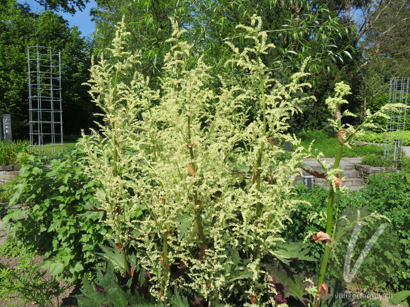 Handlappiger Rhabarber: Übersicht